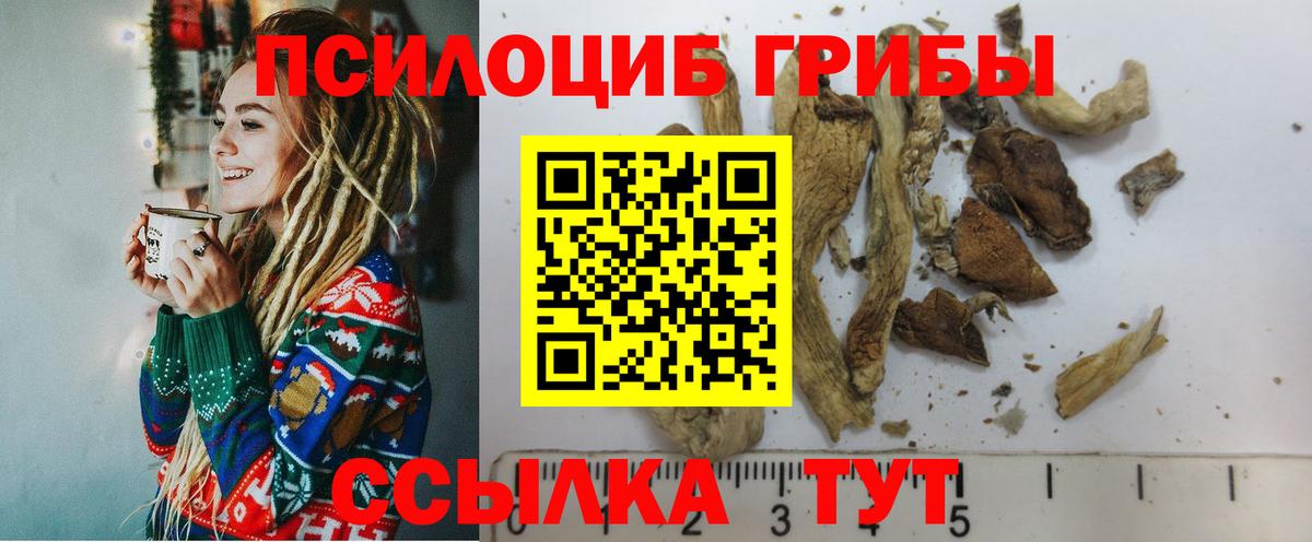 Псилоцибиновые грибы Psilocybine cubensis Богородицк